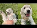 I GOT A PUPPY 8-week english cream golden retriever
