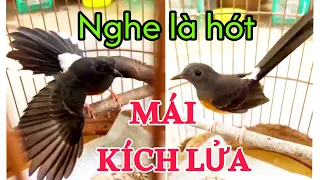  choeluamai ch e l a m i h t k ch tr ng ch e l a m i g i tr ng ch e l a m i h t gi ng r ng