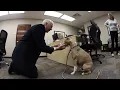Make A Dog s Day Independence Missouri