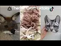 Therian Tiktok Compilation