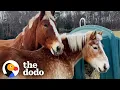 Download Lagu Proof That It's Never Too Late To Fall In Love | The Dodo