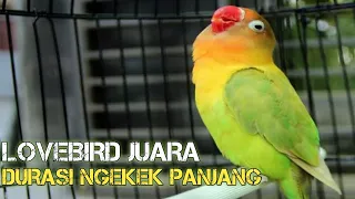  lovebird juara durasi ngekek 2 5 menit
