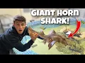 Download Lagu Adding A SHARK To My SALTWATER POND!!