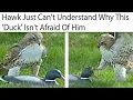 Animal Memes