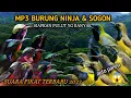 Download Lagu suara pikat burung kolibri ninja ribut kombinasi burung Sogon paling top