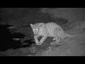 Download Lagu Djuma: Leopard-NEW female(possibly Luna from Buffelshoek) - 01:56 - 10/07/19