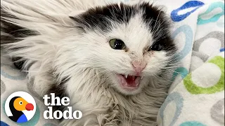 Giving A Hissing Feral Kitten A Bath And This Happens The Dodo Faith Restored