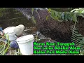 Lulus Seleksi Alam Itu Syarat Mutlak Untuk Pencari Madu  #bee#honey#panenmaduhutan#lebah#hutan#alam 