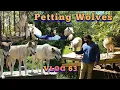VLOG 63 Petting Wolves at the Howling Woods Farm New Jersey