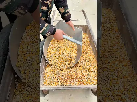 Flat Scoop Controls Grain Distribution
