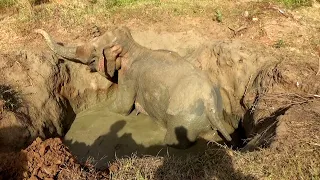 weak elephant fallen in to a man made pit saved by sympathetic people elephant rescue