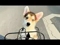 Download Lagu They Left This Blind Puppy to Die. We Gave Him a Reason to Live