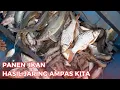 PANEN IKAN HASIL MENGHADANG SUNGAI MENGGUNAKAN JARING AMPAS