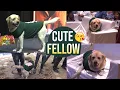 Download Lagu See How Happily Dog Charlie Roaming @ 777 Charlie Press Meet | Exclusive Visuals | Manastars
