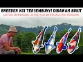 Download Lagu Tersembunyi Dibawah Bukit Produk Koi-nya Istimewa | Blitarraya Koi Farm