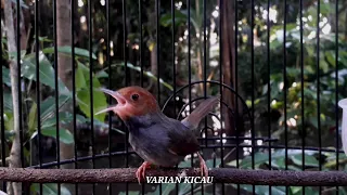 prenjak kepala merah bunyi ngotot cari lawan