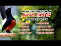 Download Lagu 🔴 LIVE - Pancingan Murai Batu Pagi Hari Full Isian Tembakan kasar Murai Apapun Pasti Nyaut