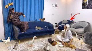 لما اخوك الصغير يجيب حيوانات من الشارع ويدخلها البيت   السلسيلي دندنها