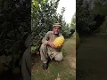 Download Lagu Eureka Lemons in Pakistan | Eureka Lemon Trees | Eureka Lemons