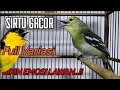 Download Lagu Sirtu gacor full emosi dan variasi terbaik untuk masteran dan pancingan