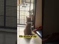 Download Lagu Kita uasahakan lagi #shorts#cats #catlovers #kucing