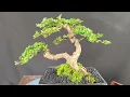 Lagu bonsai sanacang