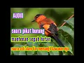 Download Lagu suara pikat burung mantenan sepah hutan