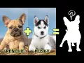 Top 12 French Bulldog Mix Breeds You Don t Know About
