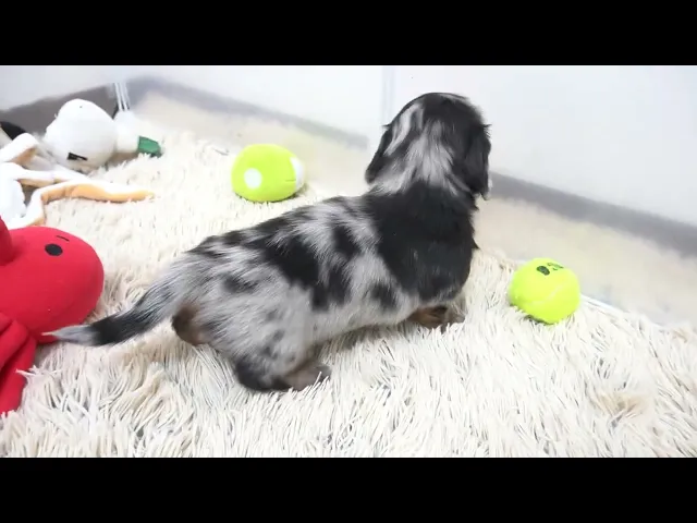 動画