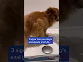 3 Signs Your Dog s Anal Glands Are Full