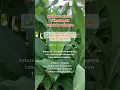 Download Lagu Manfaat Minum Temulawak untuk Kesehatan