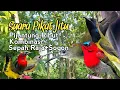Download Lagu SUARA PIKAT PIJANTUNG RIBUT KOMBINASI SEPAH RAJA+SOGON. PALING JITU..