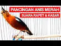 Download Lagu Hanya Butuh Sekian Menit ANIS MERAH Jantan Untuk Bunyi Ngeplong Dengar Suara Kicauan Rapet Kasar J0S