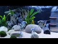 Download Lagu Blue panda angelfish tank