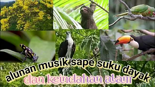 Download alunan musik sape suku dayak dan keindahan alam MP3