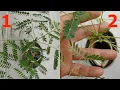 Download Lagu Initiate BRANCH BOOM \u0026 SMALLER LEAVES in Delonix regia #gulmohar #गुलमोहर #bonsai TIPS \u0026 TRICKS #GCG
