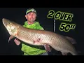 Green Bay MUSKIES - TWO Over 50 In One Night