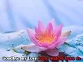 Goodbye my love (再見! 我的愛人) - Teresa Teng (japanese karaoke version)