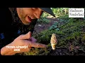 First Morel Mushrooms of 2026 are up