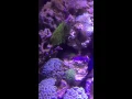 Download Lagu Nemo Fish (Slow-Motion)