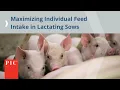 3 Sow Care Focus Areas During Farrowing Pig Improvement Company PIC