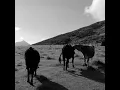 Cows on the hill
