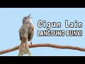 Lagu Pancingan Cigun Bahan Agar Bunyi Langsung Ngebren Paling Ampuh