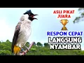 Suara Burung Kutilang Gacor Garuda Paling Ampuh Untuk Masteran Dan Pikat 