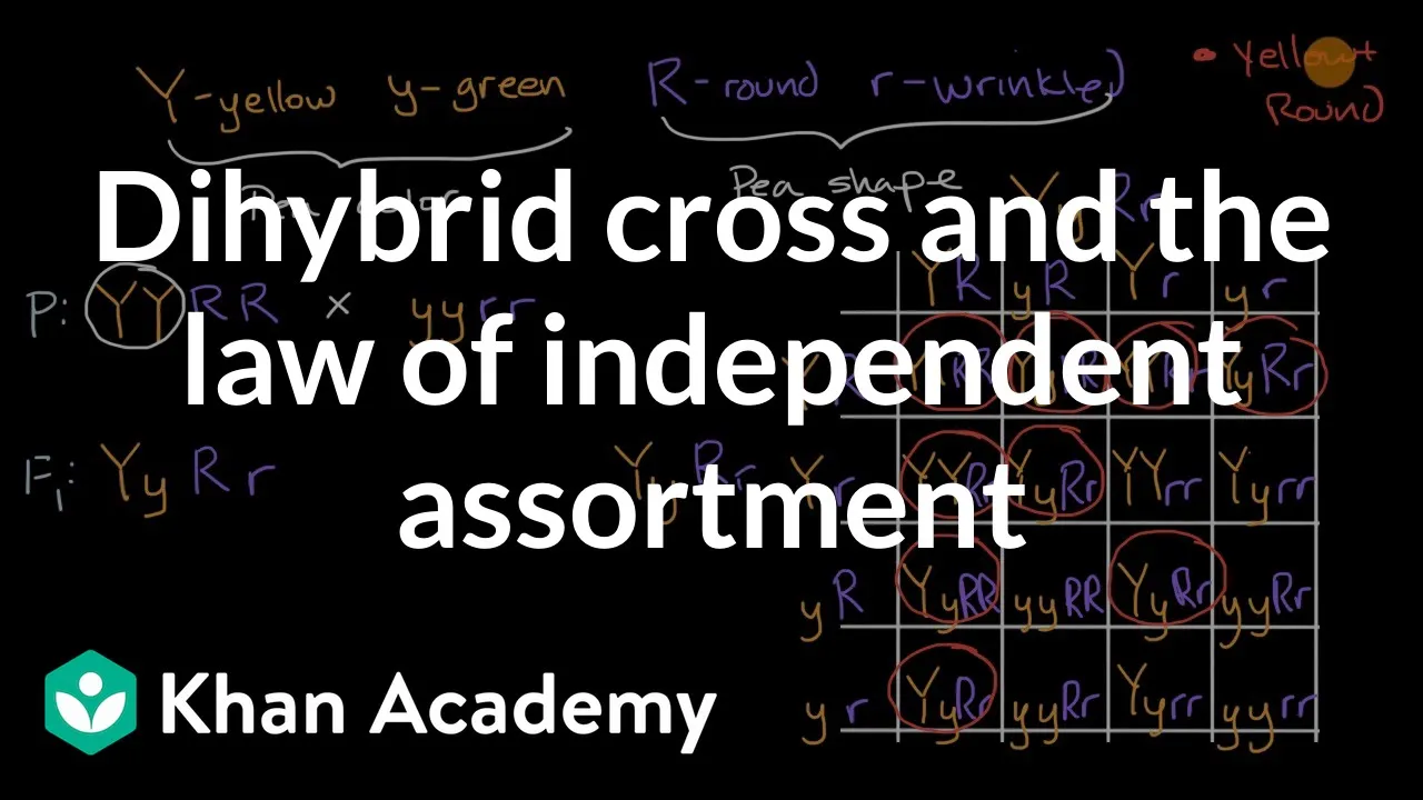 Dihybrid cross and the Law of Independent Assortment | High school biology | Khan Academy