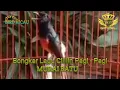 Download Lagu Belajar lagu cililin pendek-pendek, murai batu