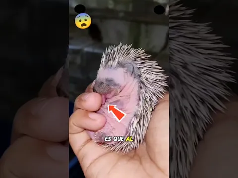 ¡Los Secretos Ocultos de los Erizos Bebés que NUNCA te Contarán! 🦔😱
