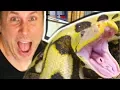 19 FOOT SNAKE GOT LOOSE AND WENT CRAZY ON ME BRIAN BARCZYK