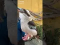 Download Lagu Masteran suara burung raja Tengkek udang impor