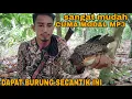 Download Lagu SEMUDAH INI MIKAT MANOK AWEE CUMA MODAL MP3(ayam hutan mini)